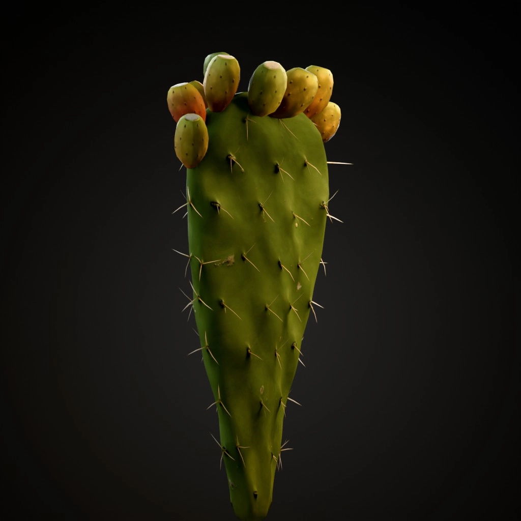Prickly Pear Cactus