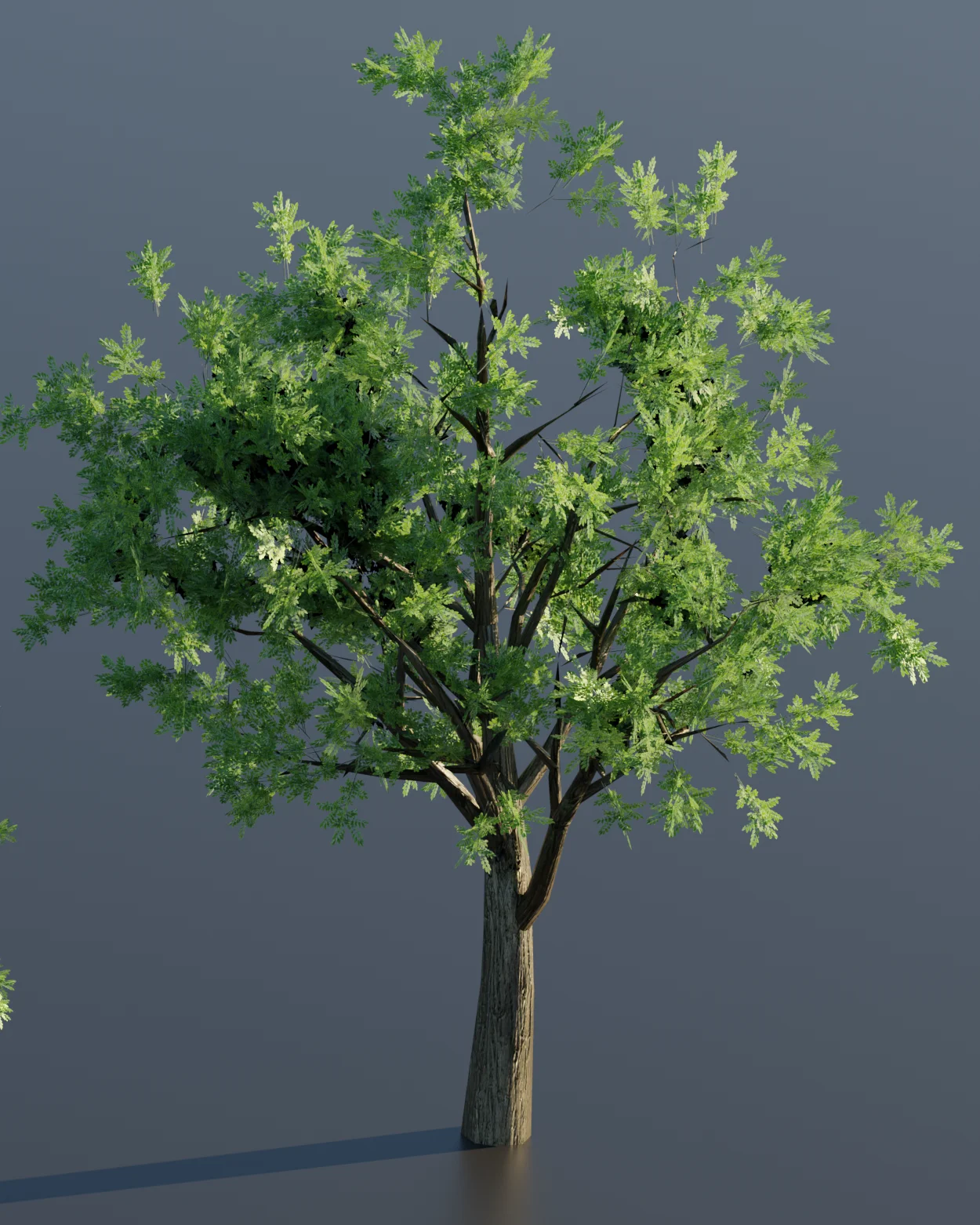 Large Ash Tree