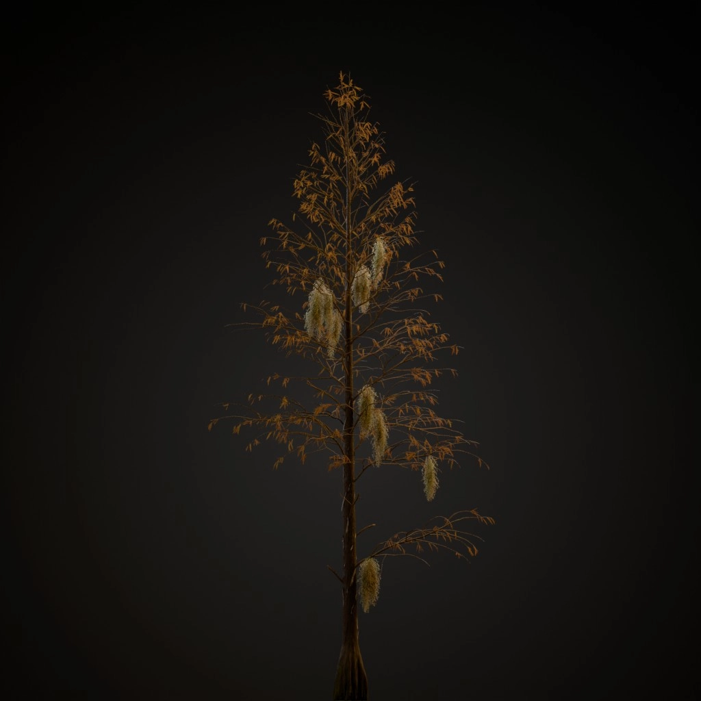Bald Cypress V3