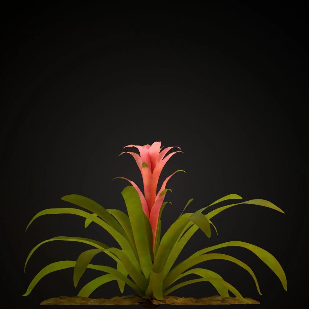 Fuchsia Guzmania