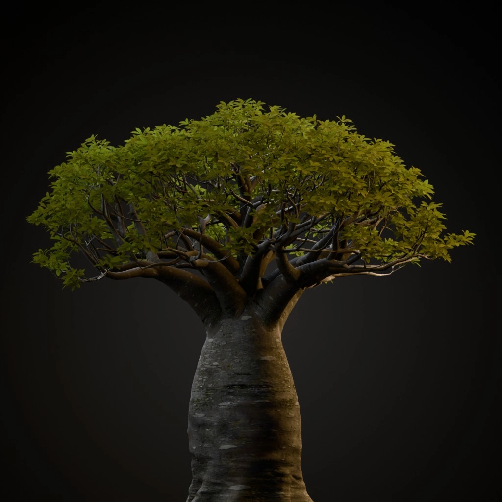 African Baobab