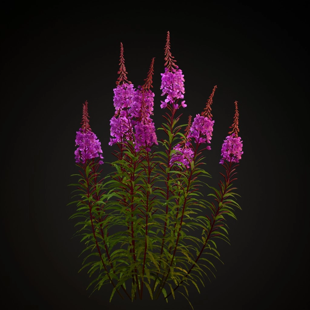 Fireweed