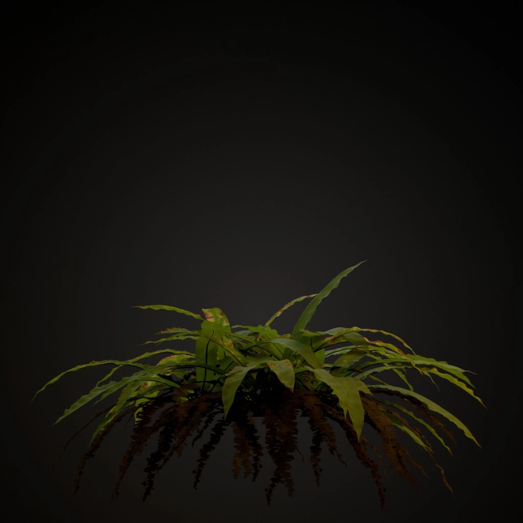 Hart's Tongue Fern