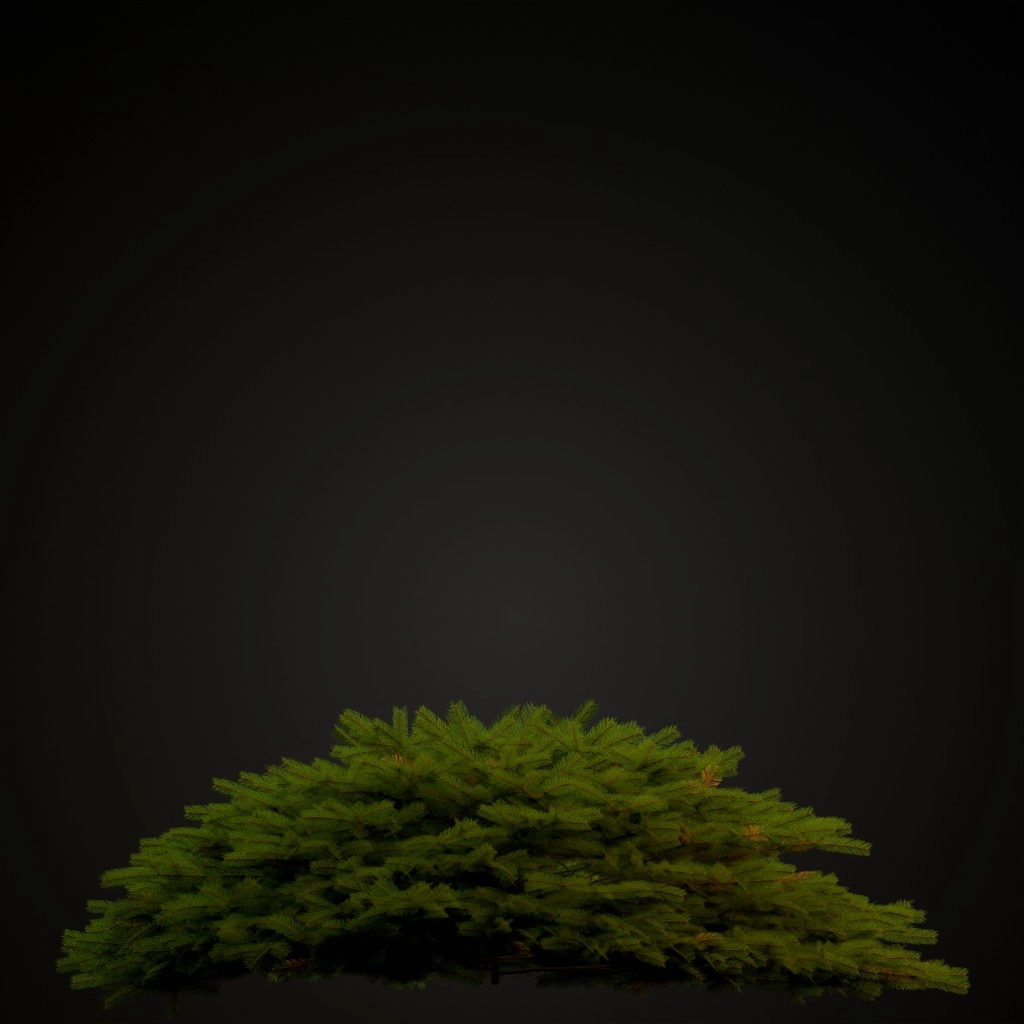 Bird's Nest Spruce