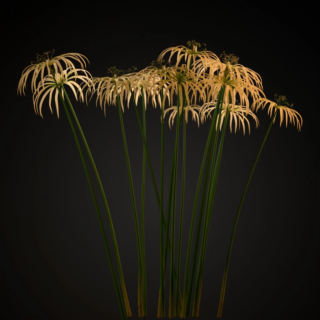 Umbrella Plant