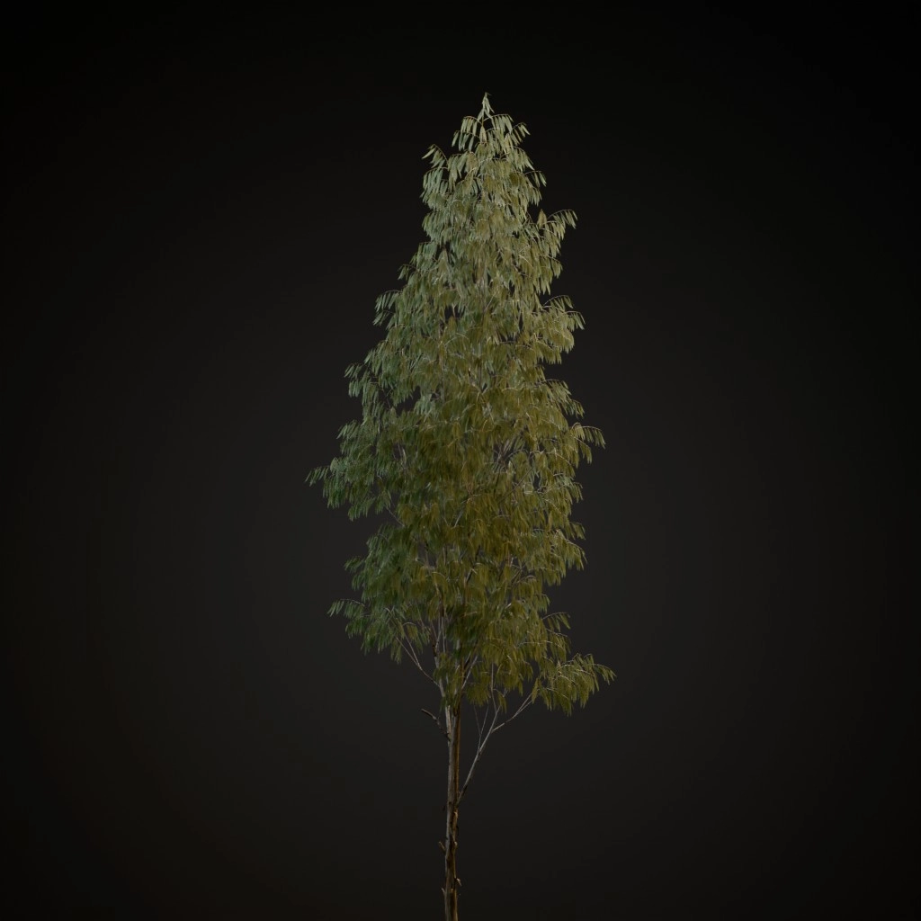 River Red Gum