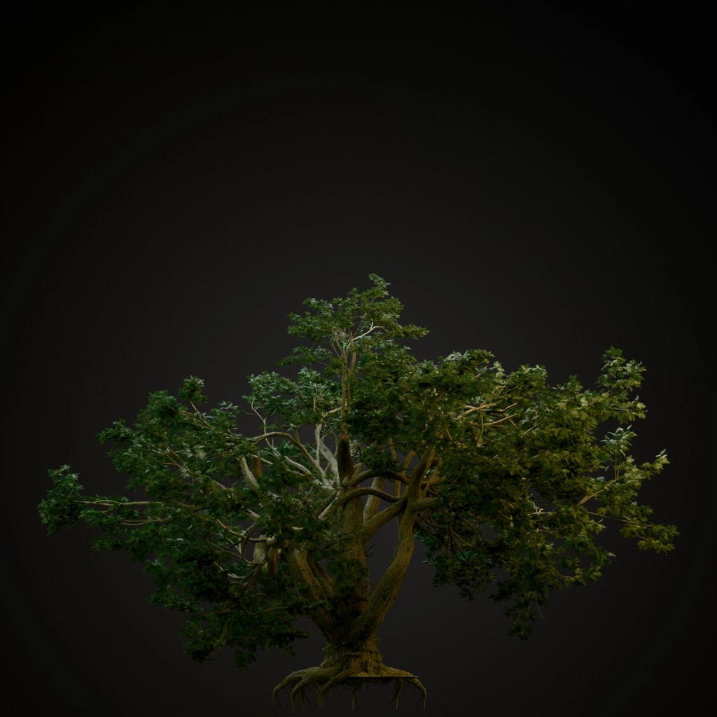 Big Leaf Maple