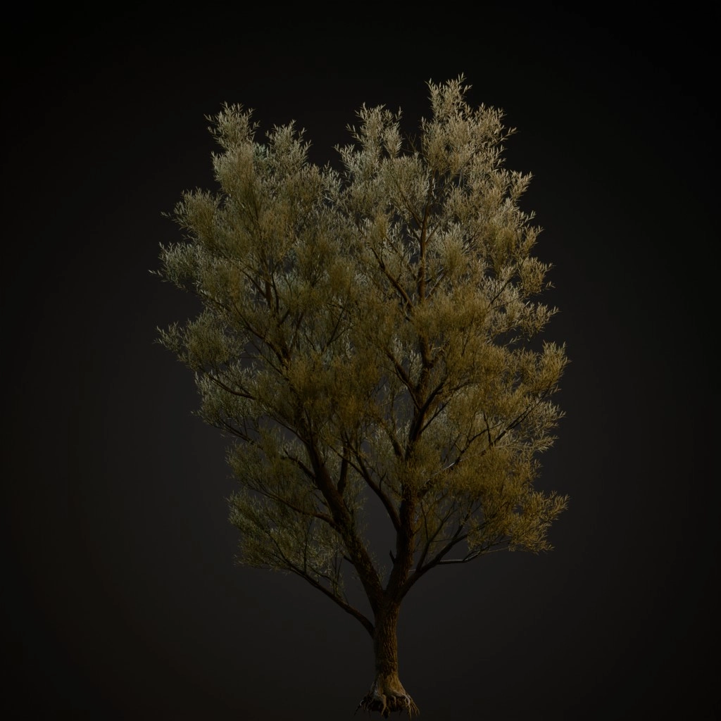 White Willow