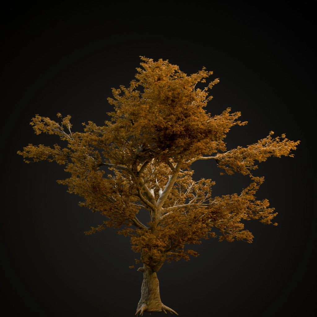 American Sycamore