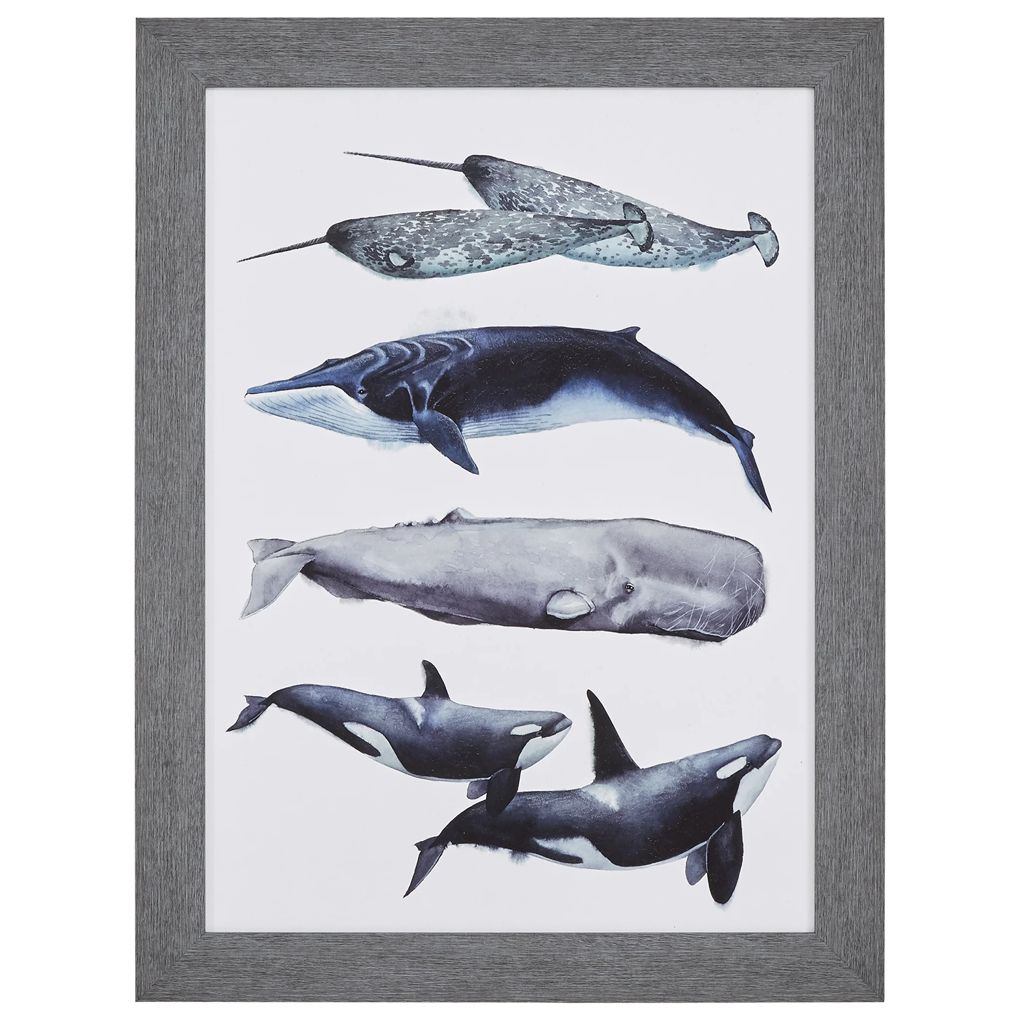 Framed Whale Species Art Print – Nautical Wall Decor
