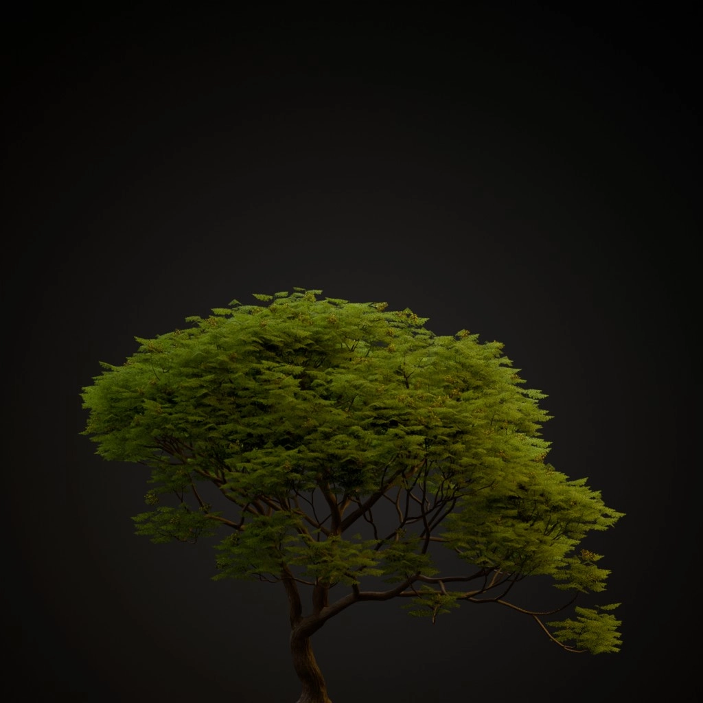 Chinaberry