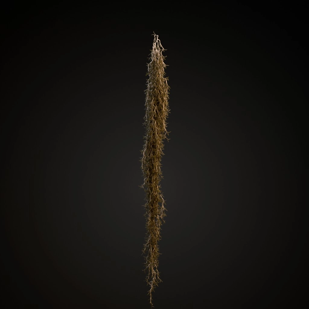 Spanish Moss