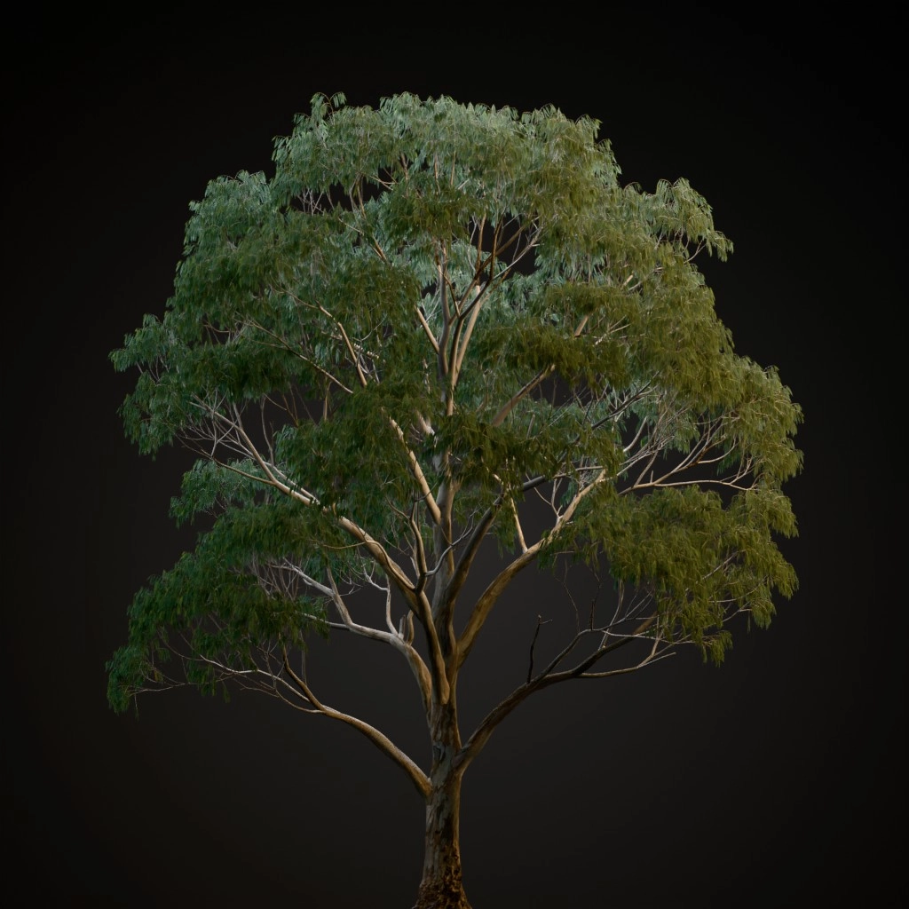 River Red Gum