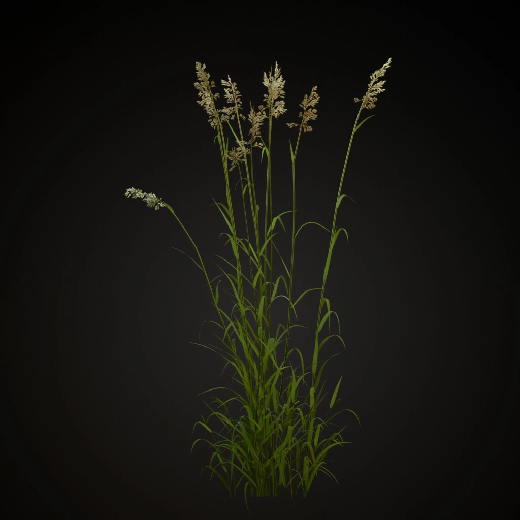 Reed Canary Grass