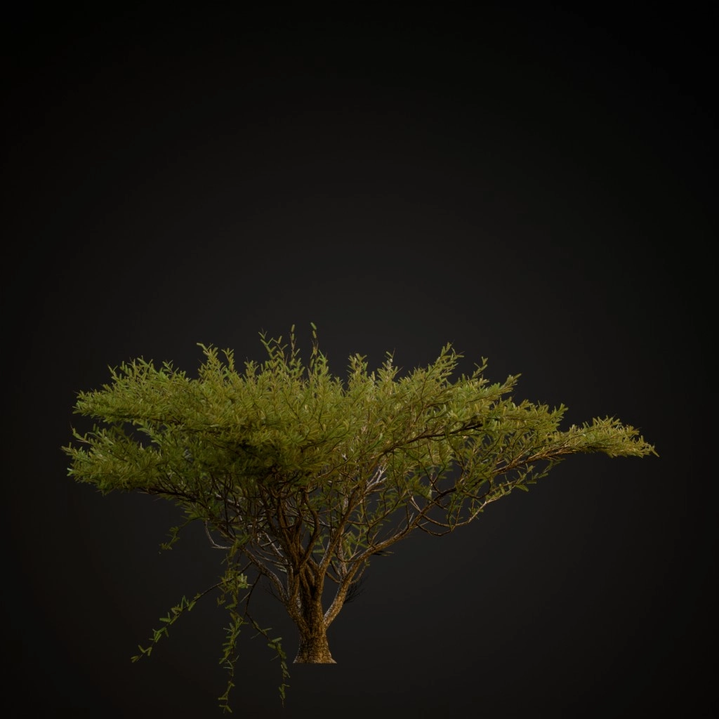 Umbrella Thorn