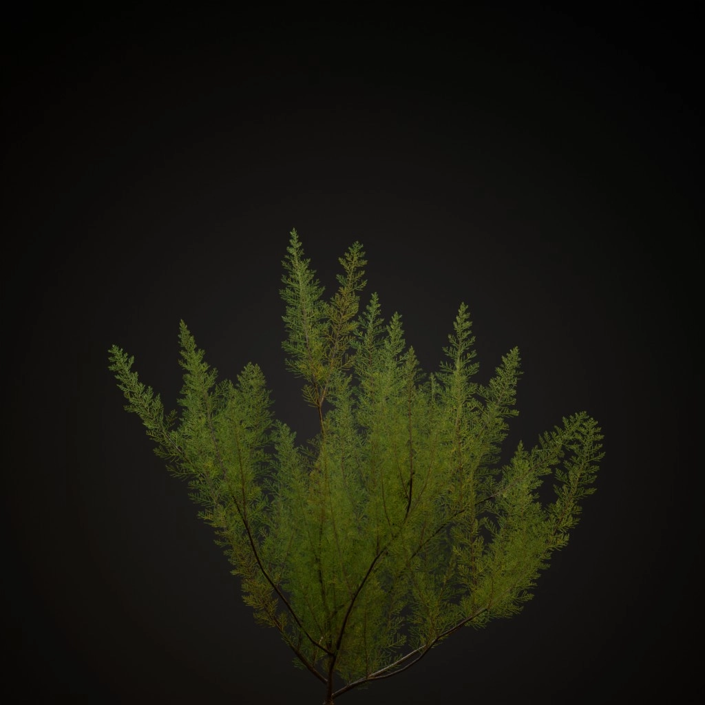 French Tamarisk