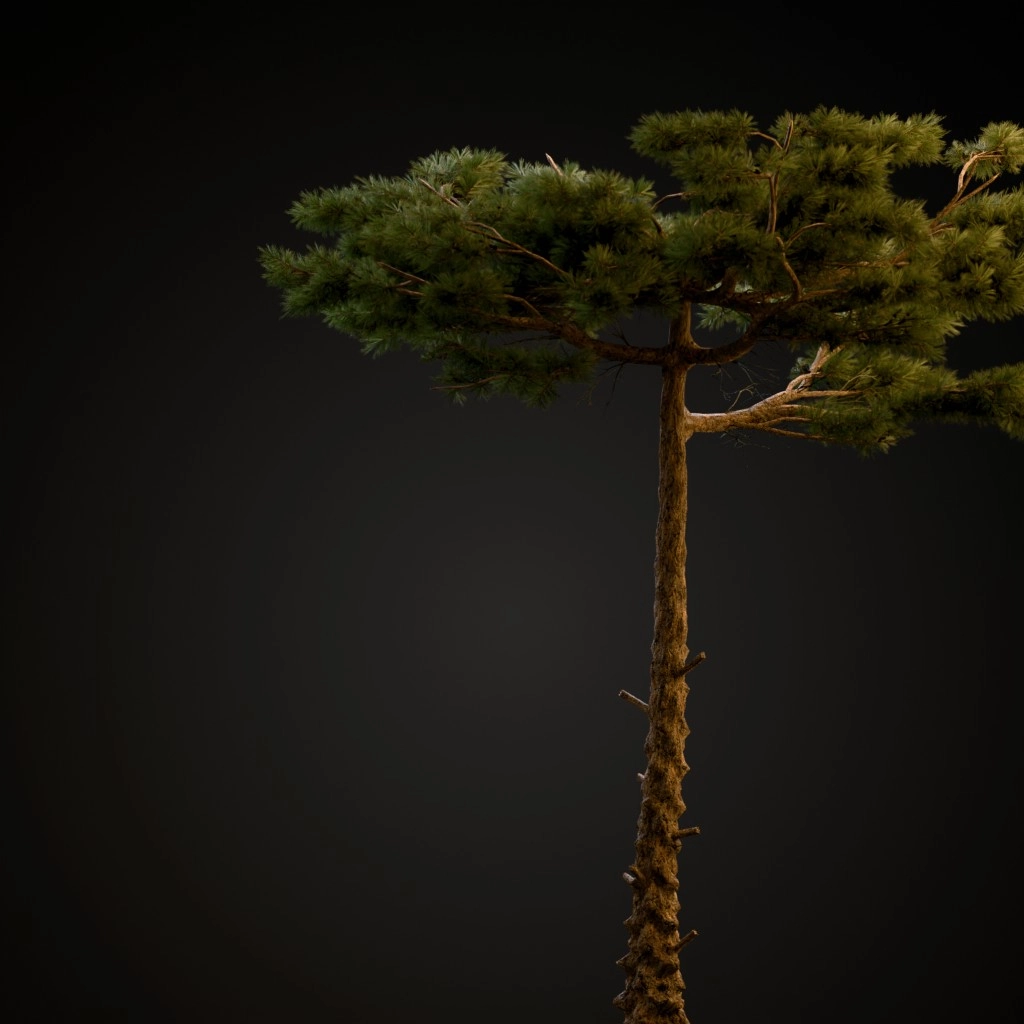 Huangshan Pine