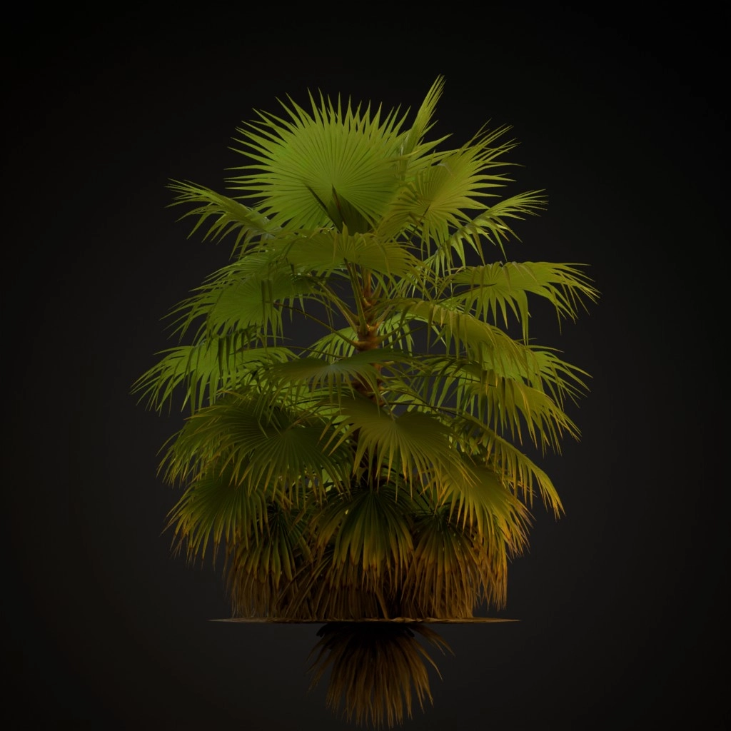 Mexican Fan Palm