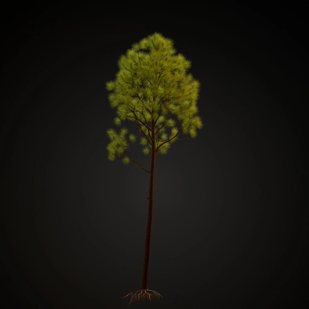 Slash Pine V2