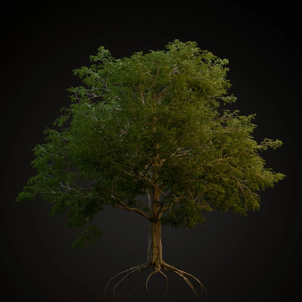 European Beech