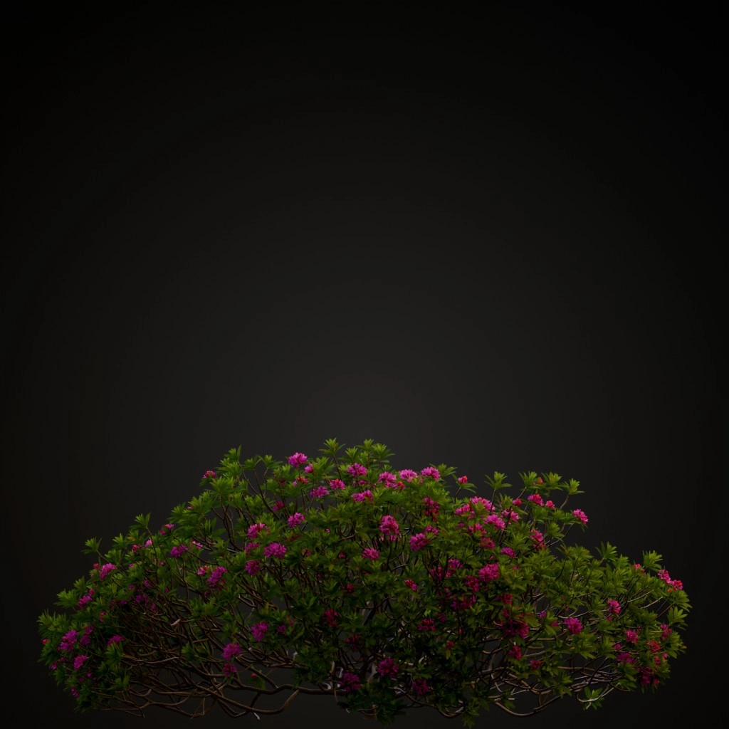 Alpine Rose