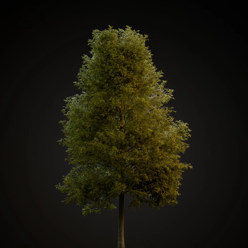 Shingle Oak