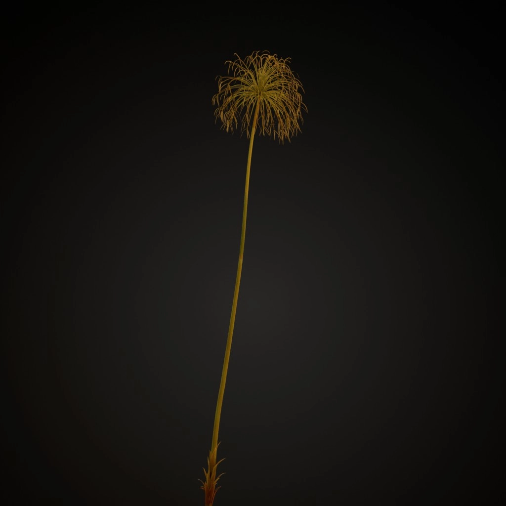 Papyrus