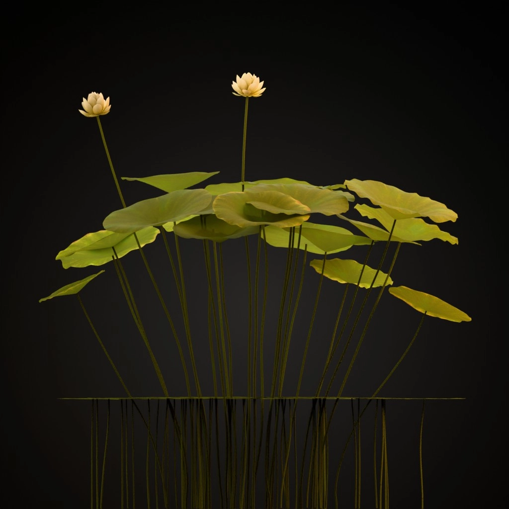 American Lotus