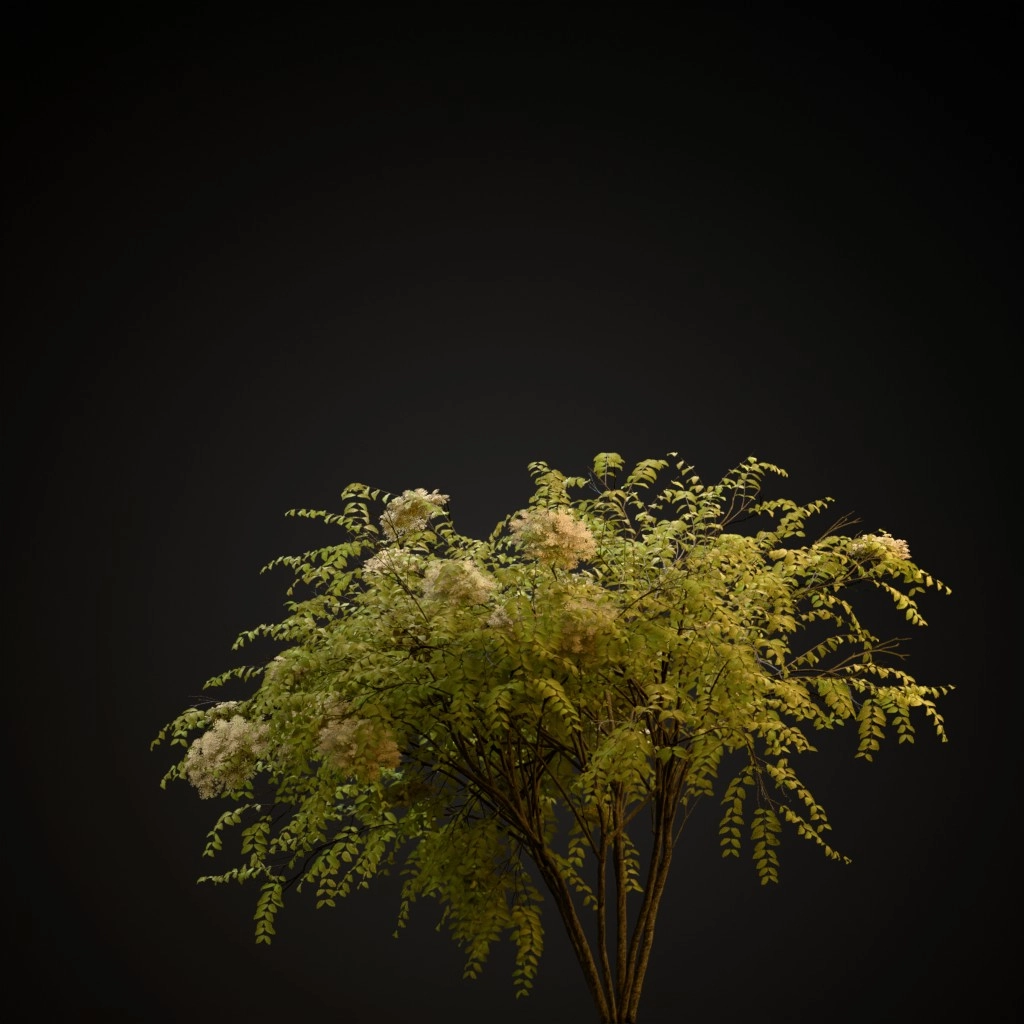 Japanese Angelica