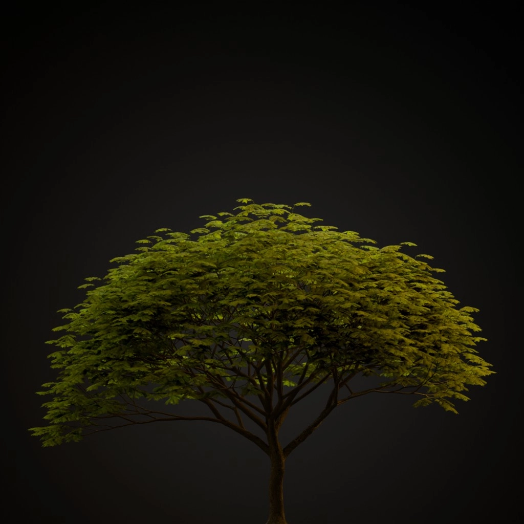 Chinese Flame Tree