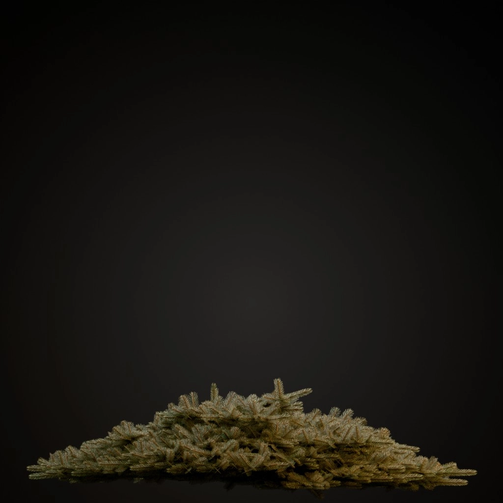 Ericoides Black Spruce