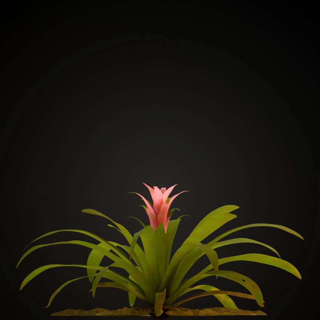 Pink Guzmania