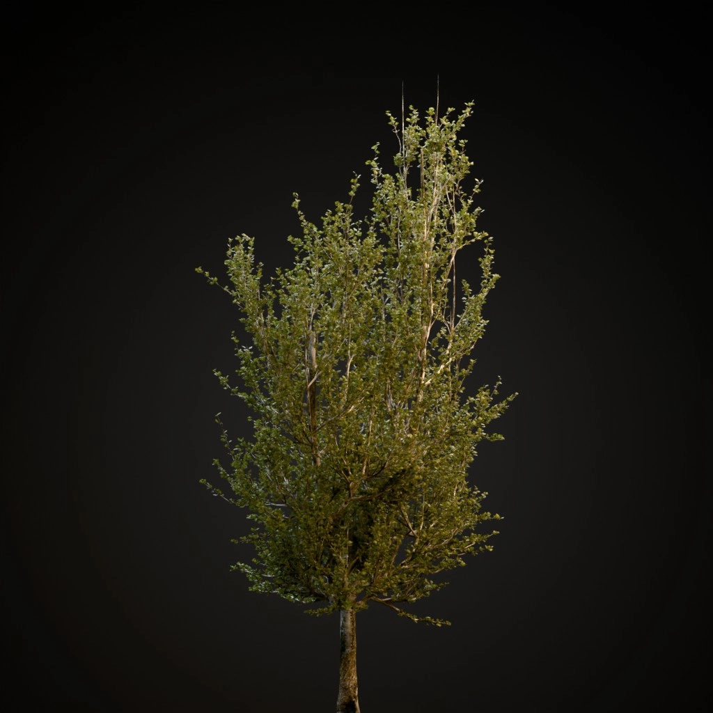 Lombardy Poplar