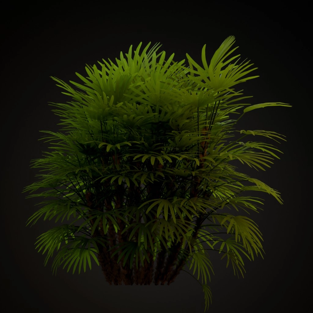 Lady Palm