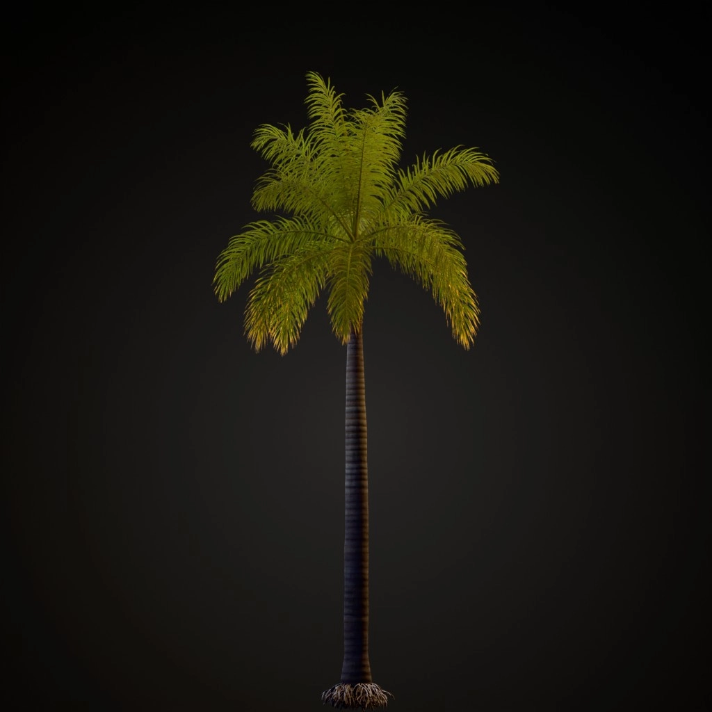 Royal Palm