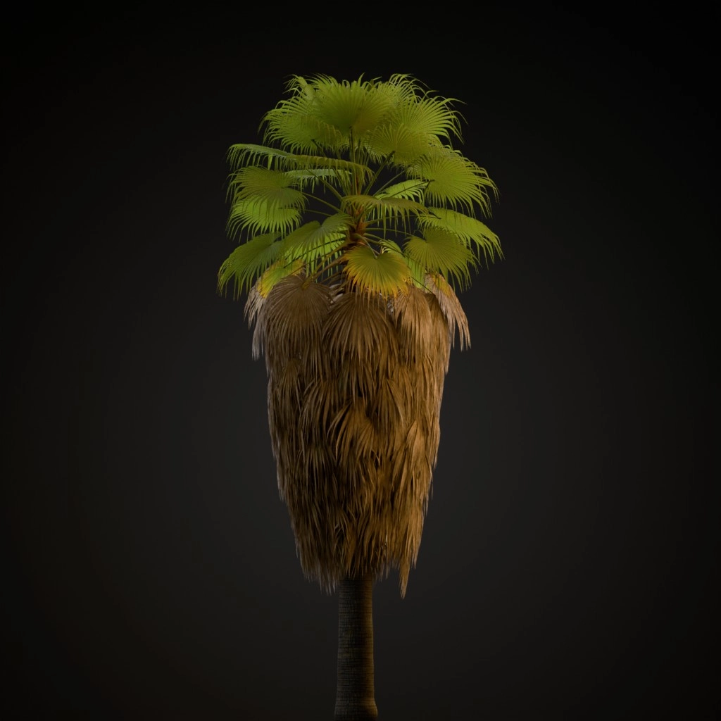 California Fan Palm