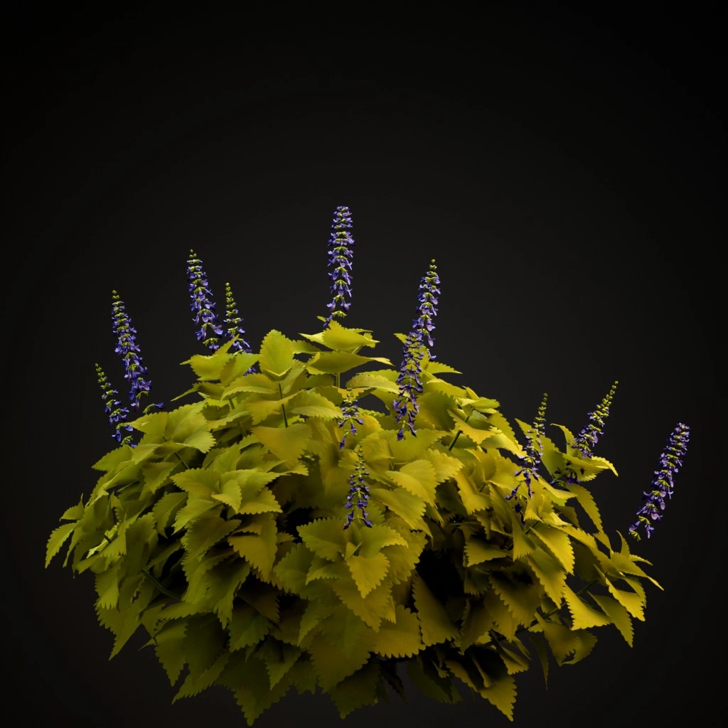Fairway Yellow Coleus