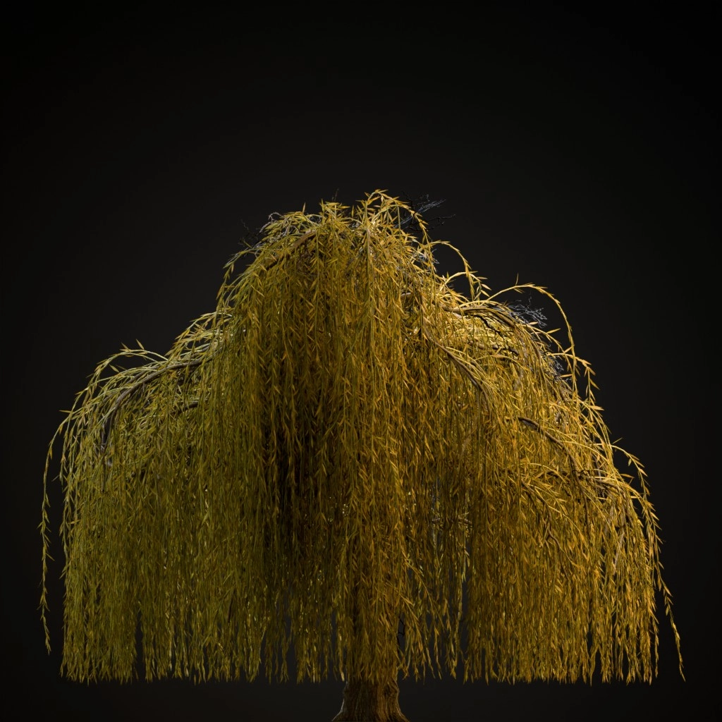 Weeping Willow