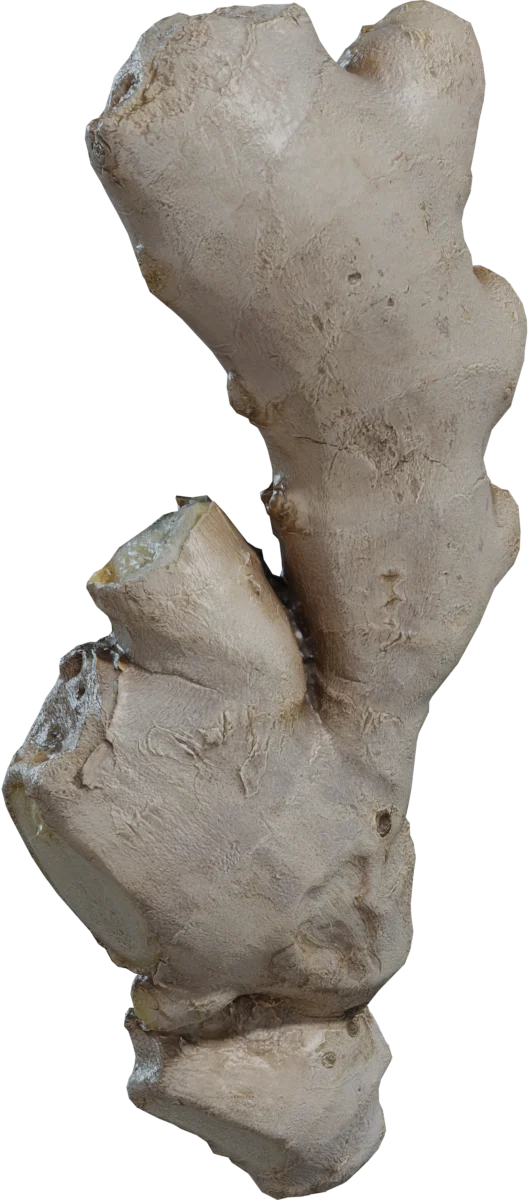 Fresh Ginger Root
