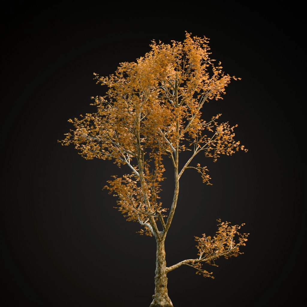 London Plane