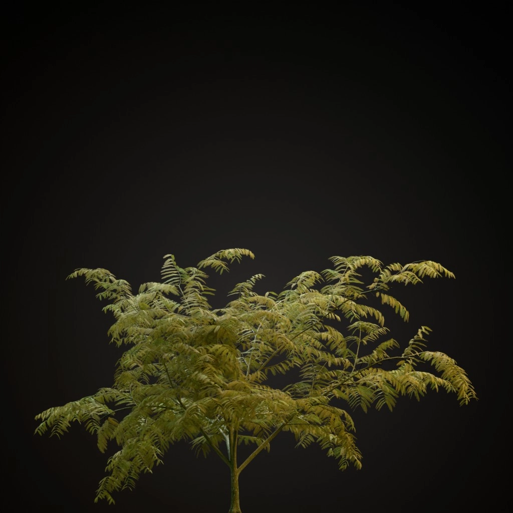 Mimosa