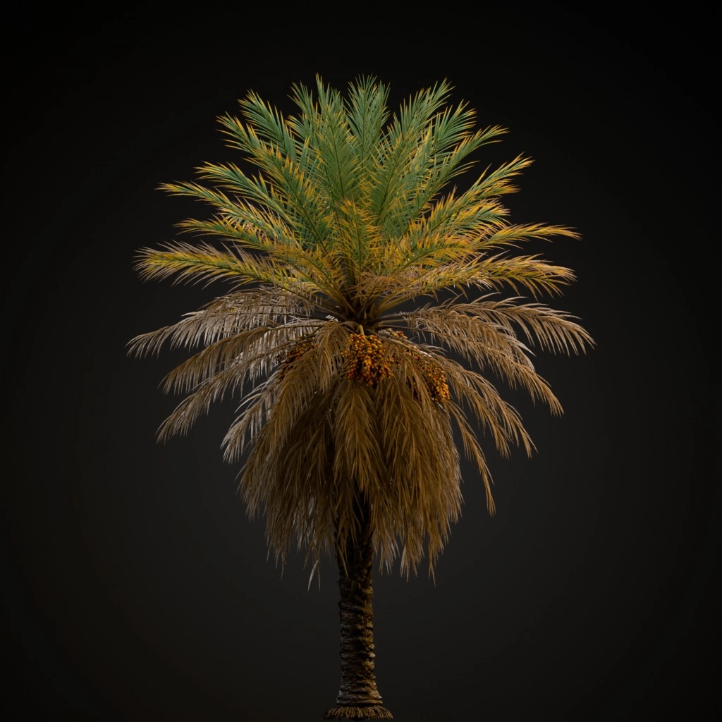 Date Palm V2