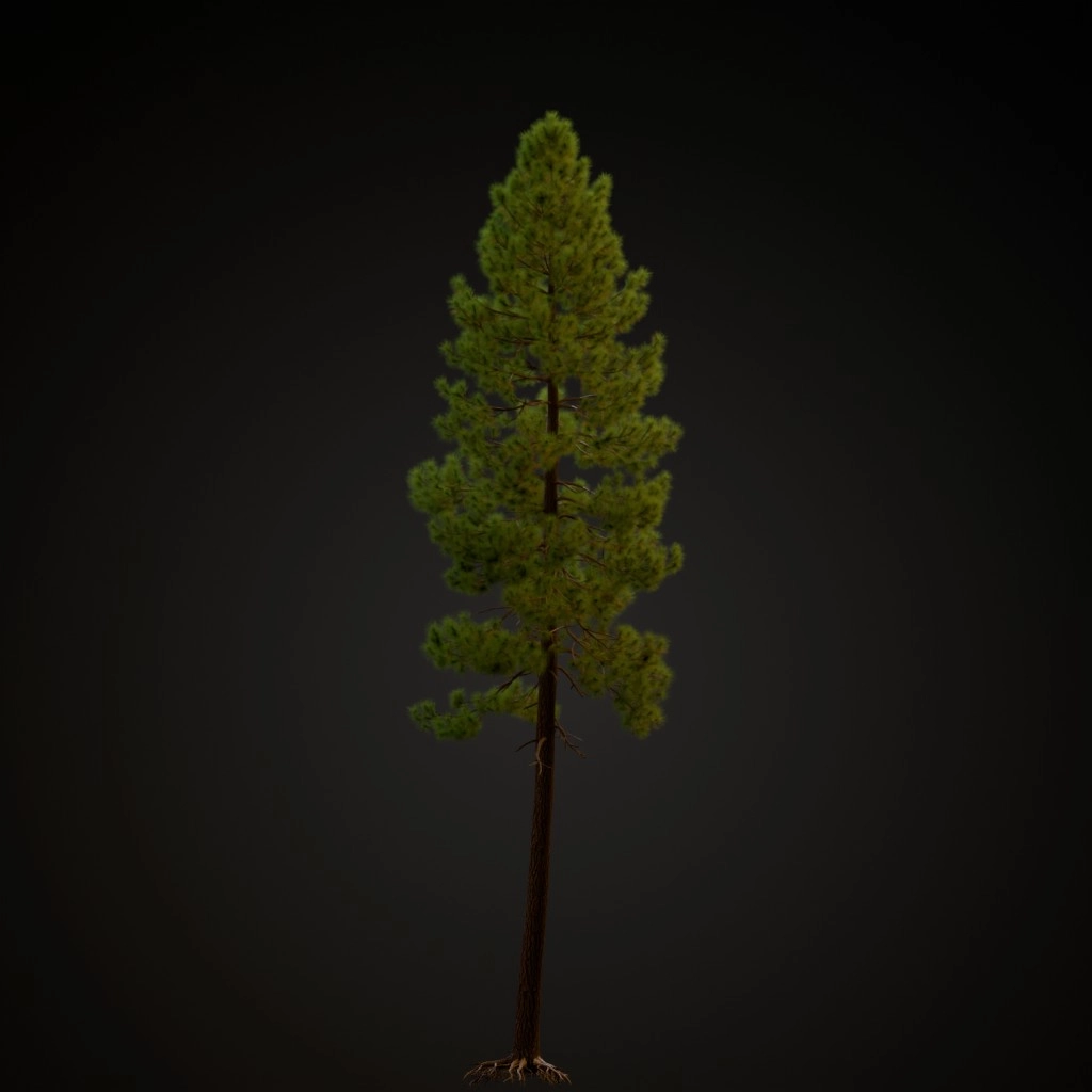 Ponderosa Pine