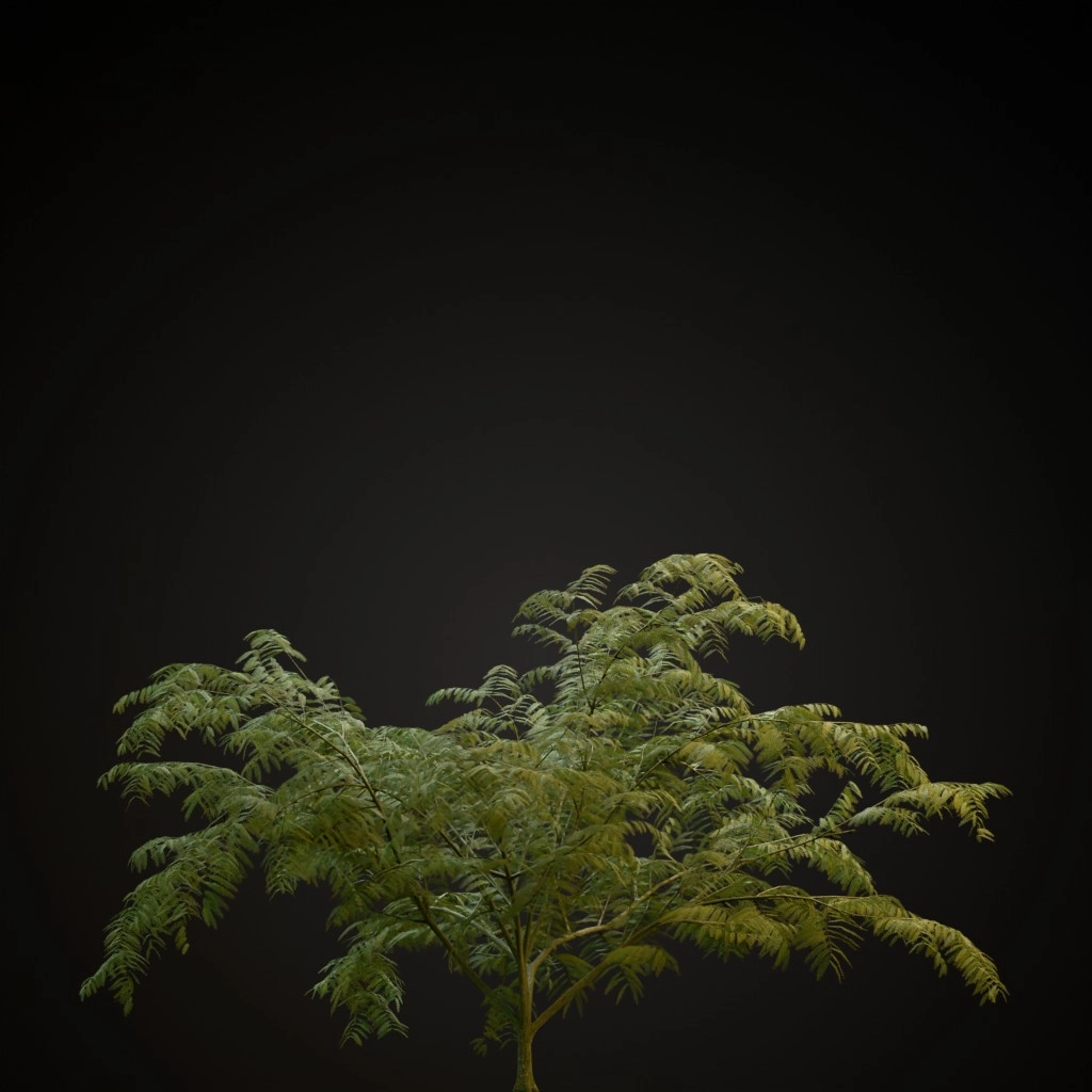 Mimosa