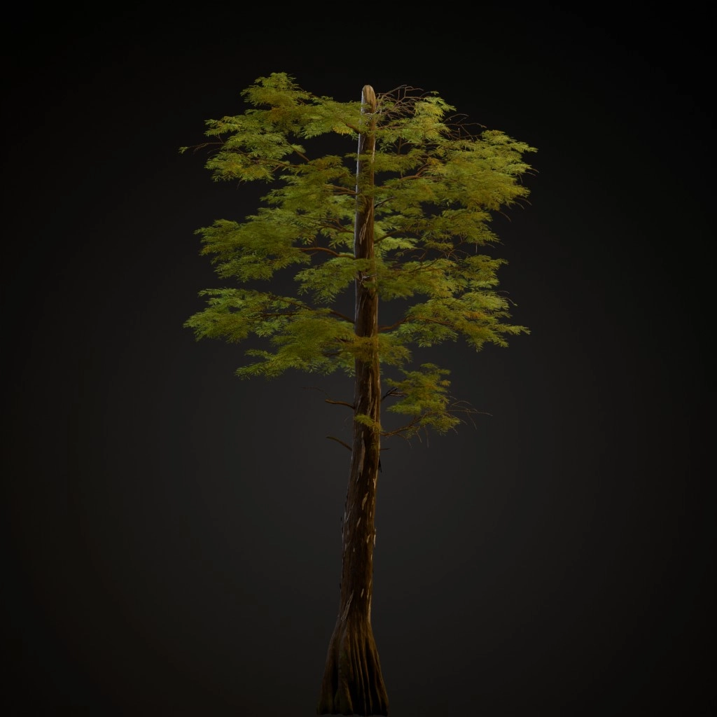 Bald Cypress V3