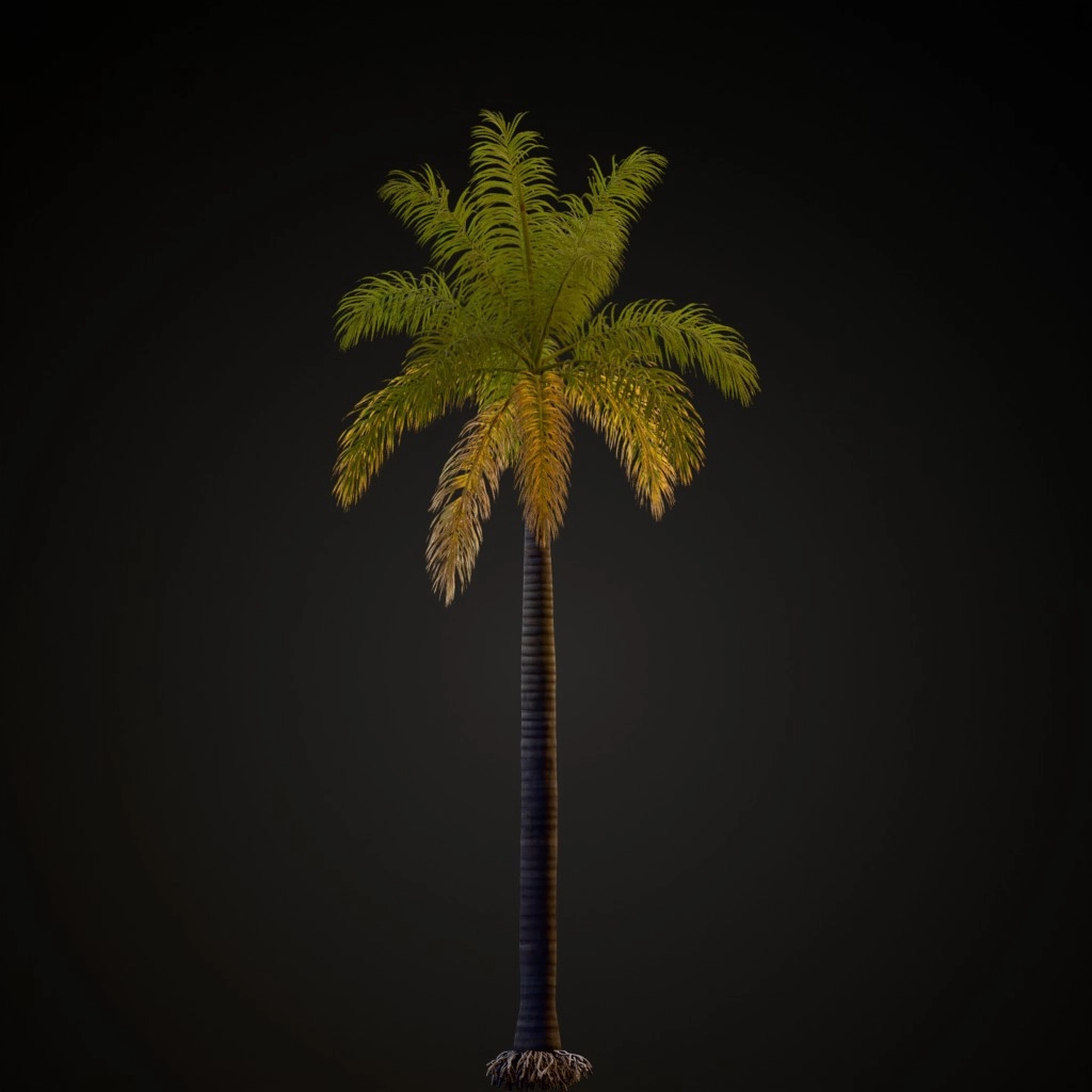 Royal Palm