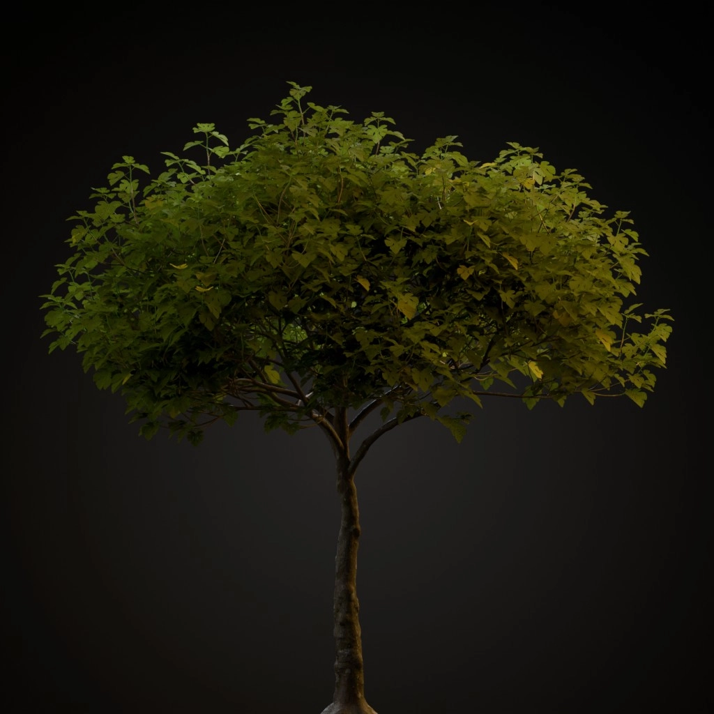 Common Fig