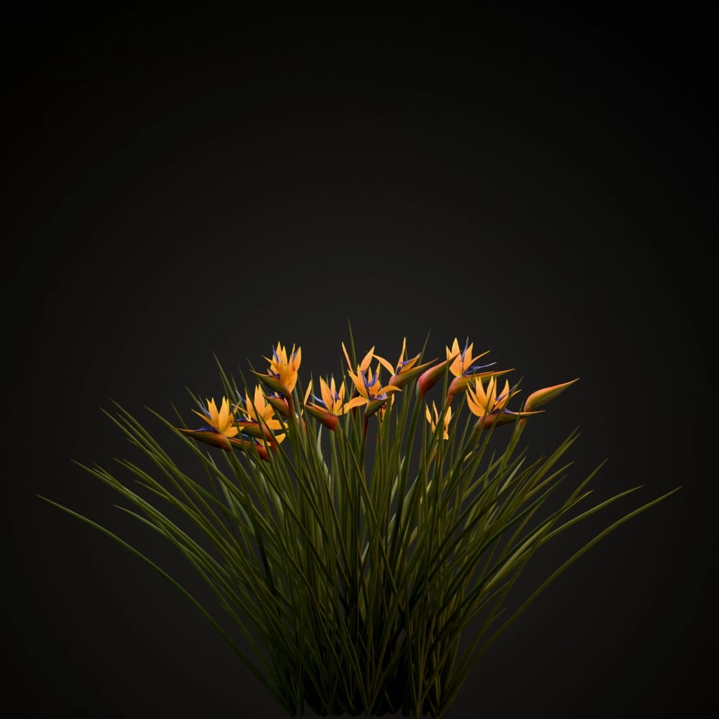 Narrow Leaved Bird of Paradise