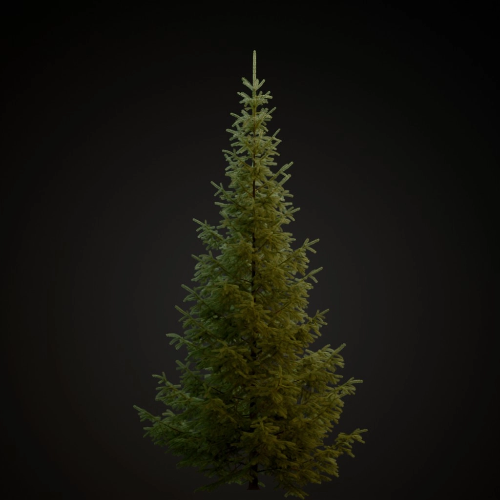 Engelmann Spruce