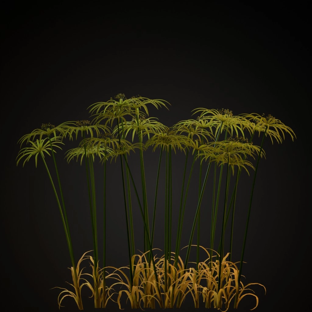 Umbrella Plant